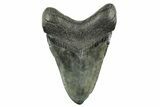 Fossil Megalodon Tooth - South Carolina #367926-2